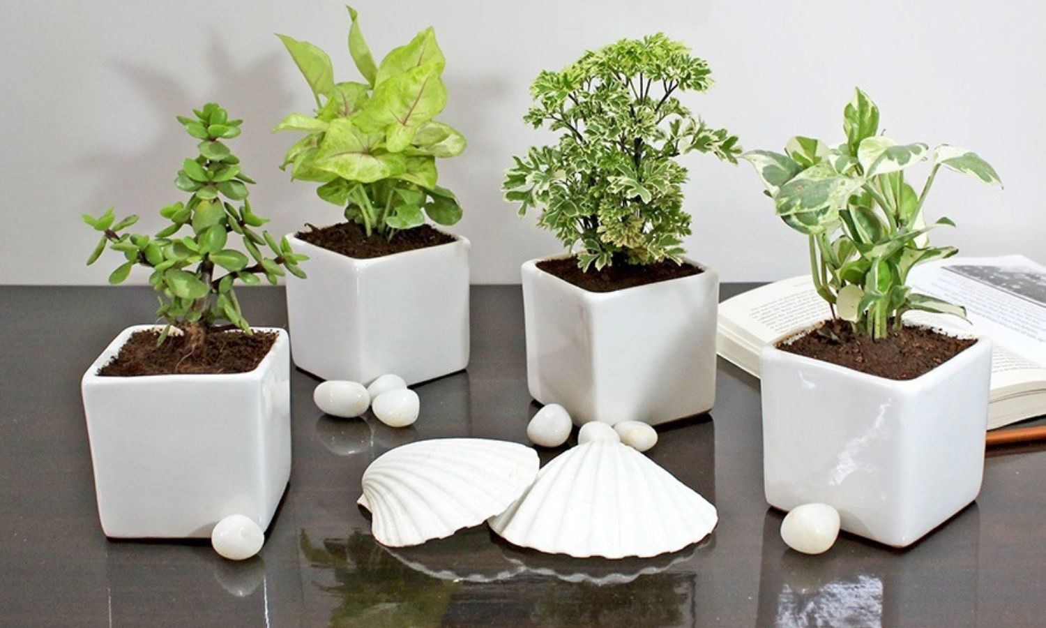 Vastu Tips: ఇంట్లో ఈ మొక్కలు పెంచుతున్నారా.? అస్స‌