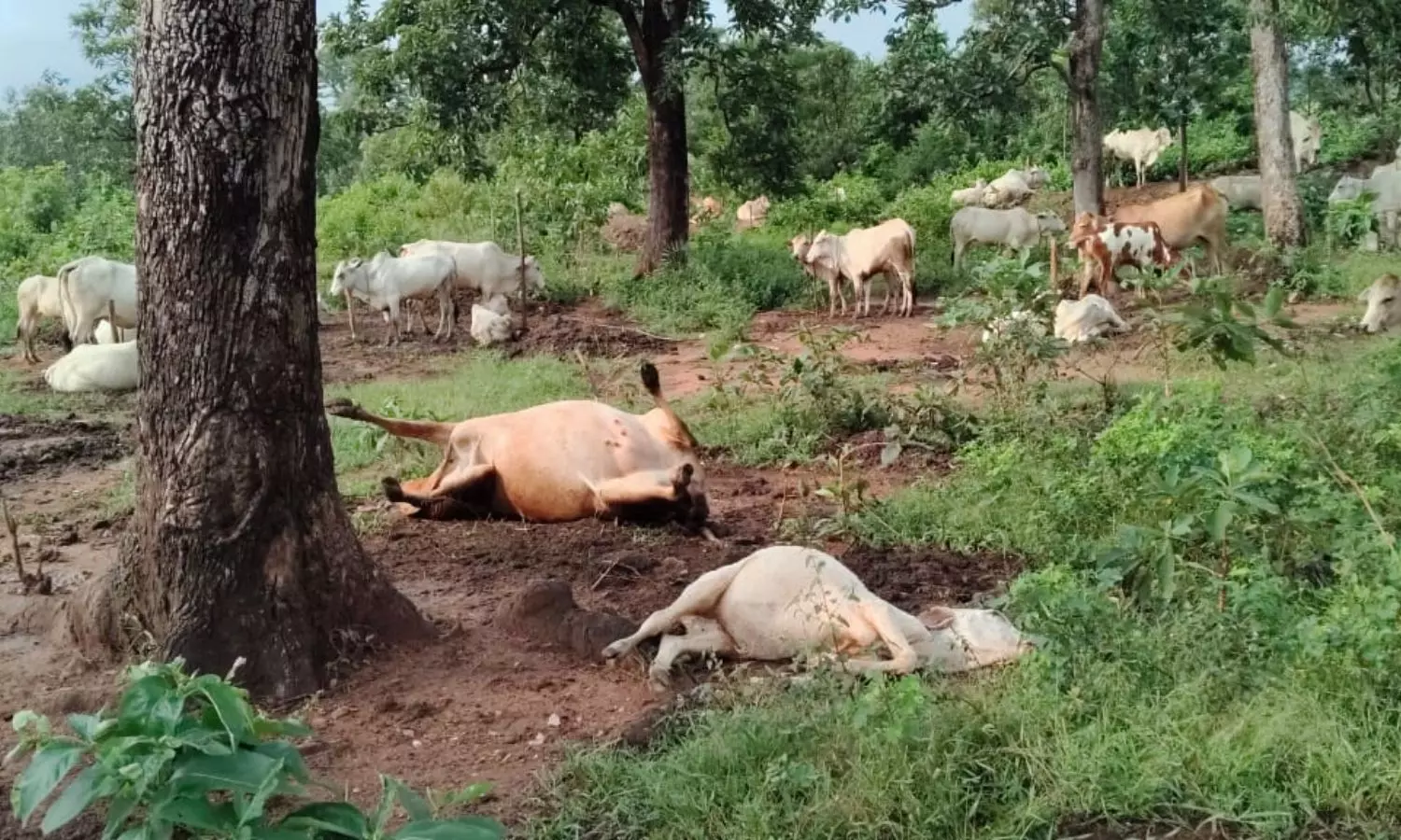 Kothagudem Kothagudem