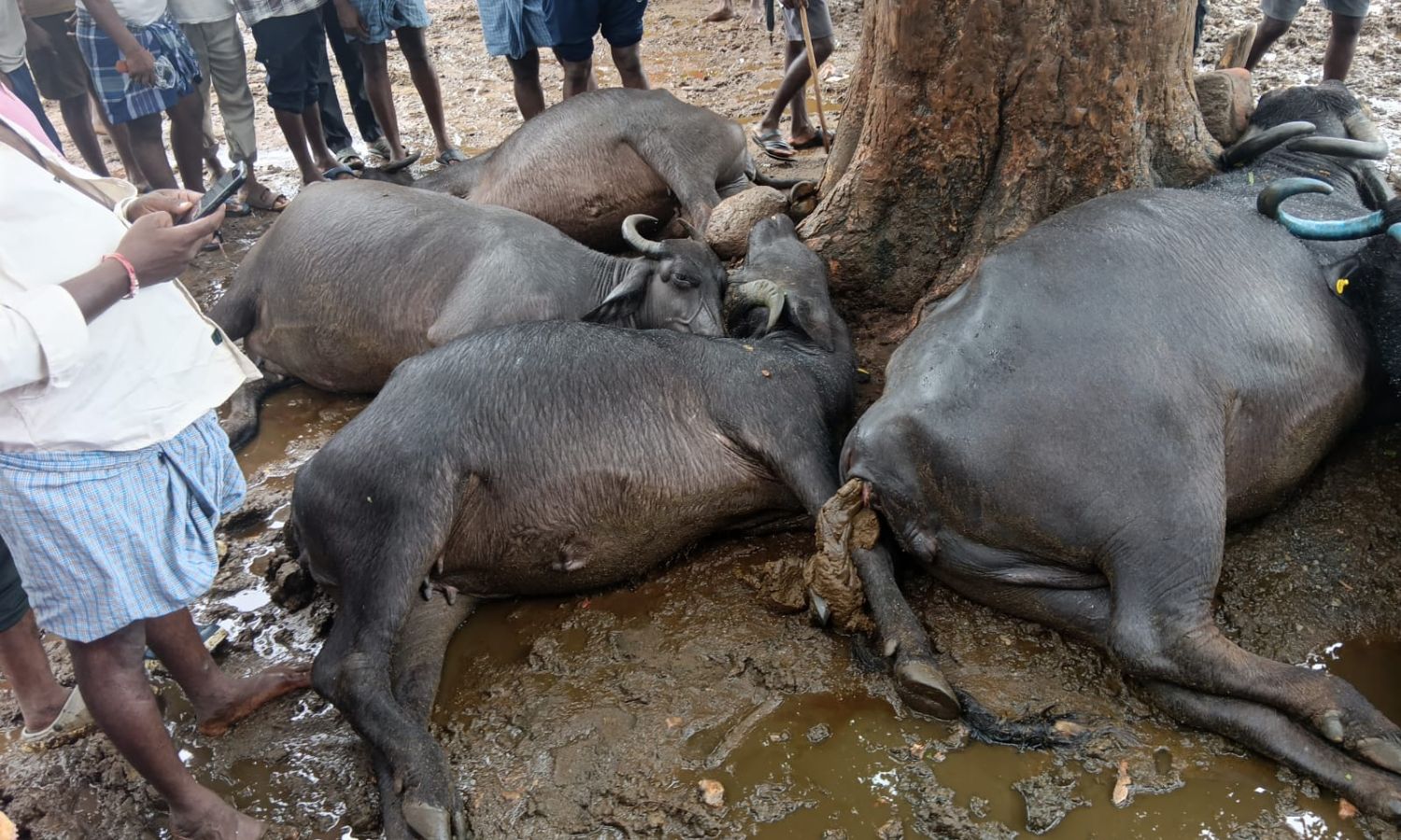 Nirmal: నిర్మల్ జిల్లాలో భారీ వర్షం.. పిడుగుపాటుకు