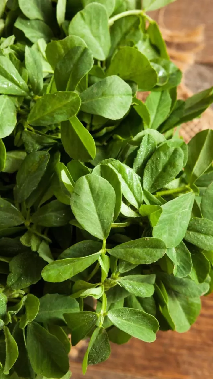 Fenugreek Leaves: షుగర్ కంట్రోల్ నుంచి జుట్టు రాలడం వరకు ఈ ఆకుతో అన్నింటికీ చెక్ Fenugreek Leaves: షుగర్ కంట్రోల్ నుంచి జుట్టు రాలడం వరకు ఈ ఆకుతో అన్నింటికీ చెక్