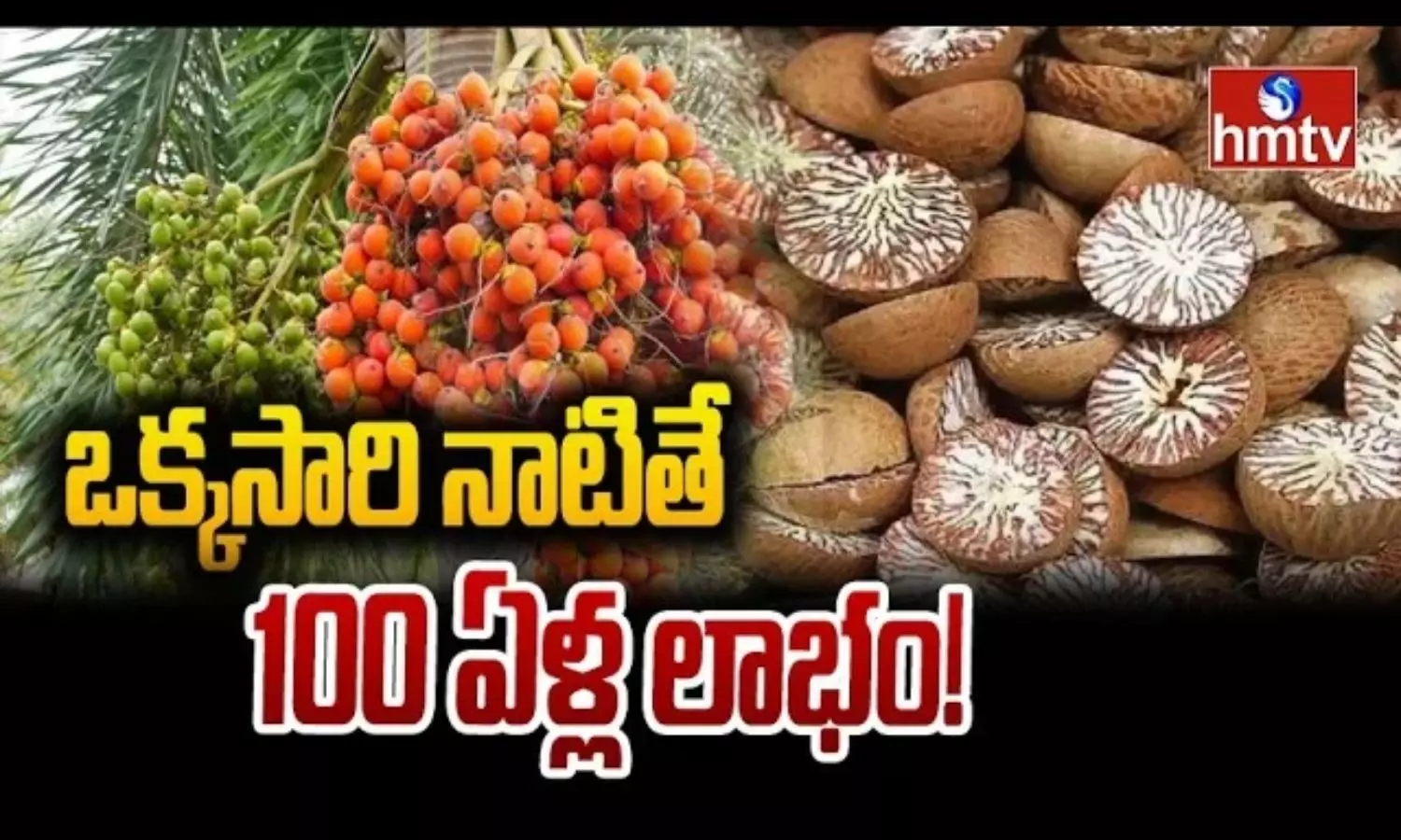 ఒక్కసారి నాటితే 100 ఏళ్ల లాభం.. వక్క సాగుతో అద్భుతాలు సృష్టిస్తున్న రైతులు!