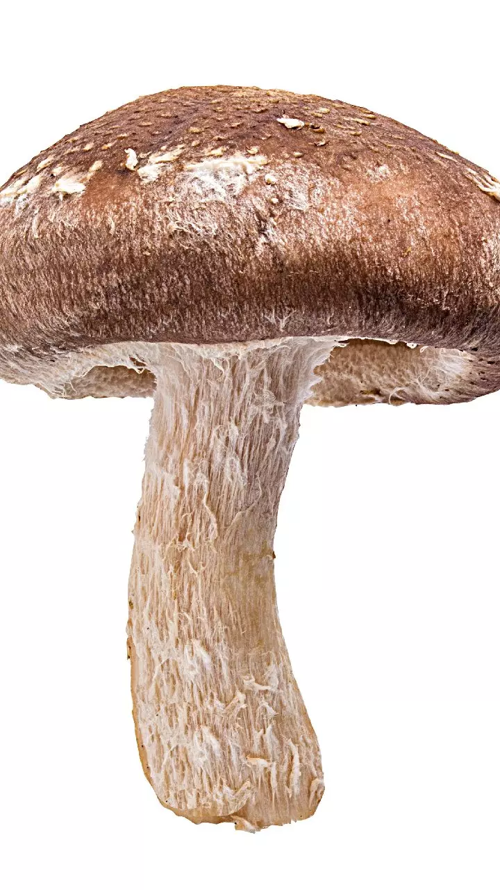 Mushrooms: మష్రూమ్స్ త్వరగా నల్లబడిపోతున్నాయా? ఈ చిన్న ట్రిక్స్ పాటిస్తే నెల  వరకు ఉంటాయి