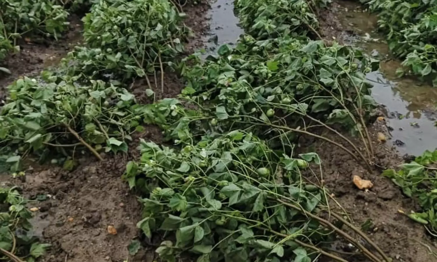 Burgampadu Burgampadu