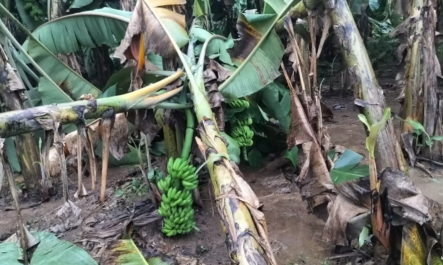 Kurupam Kurupam