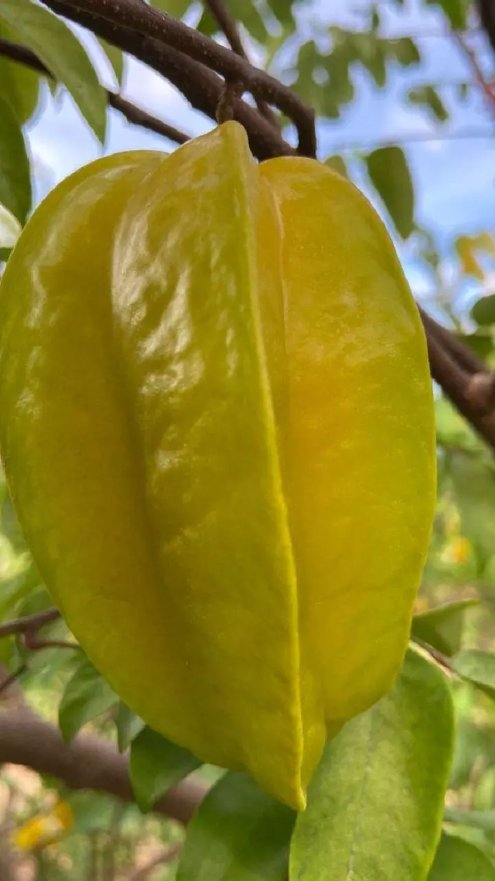 Star Fruit: స్టార్ ఫ్రూట్ తింటే అద్భుతమైన ఆరోగ్య ప్రయోజనాలు.. అవేంటో తెలుసా? Star Fruit: స్టార్ ఫ్రూట్ తింటే అద్భుతమైన ఆరోగ్య ప్రయోజనాలు.. అవేంటో తెలుసా?