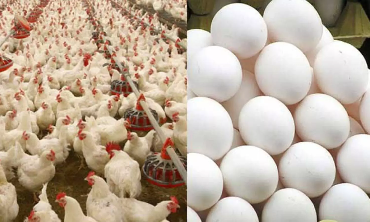 Chicken Price Today