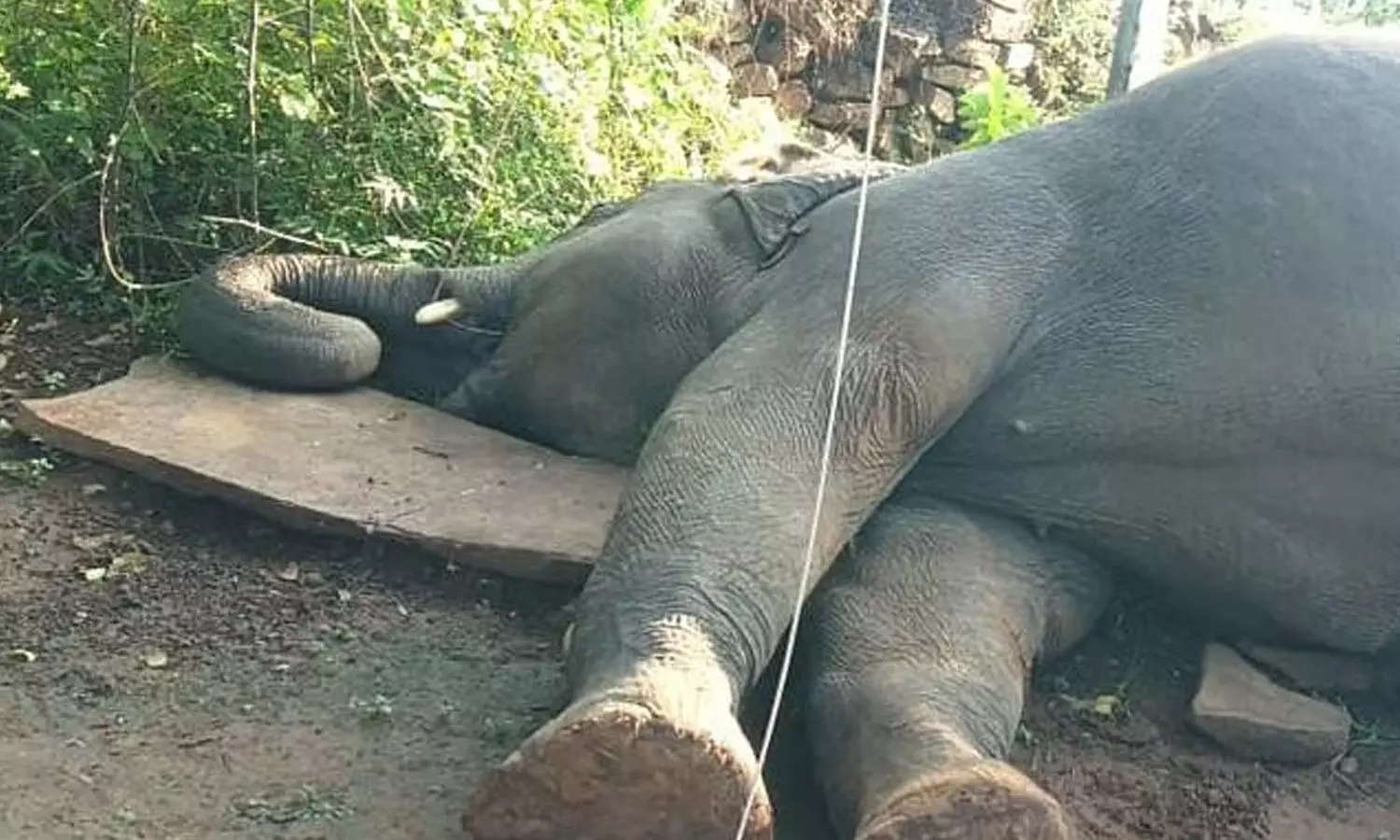 Elephant Death Elephant Death