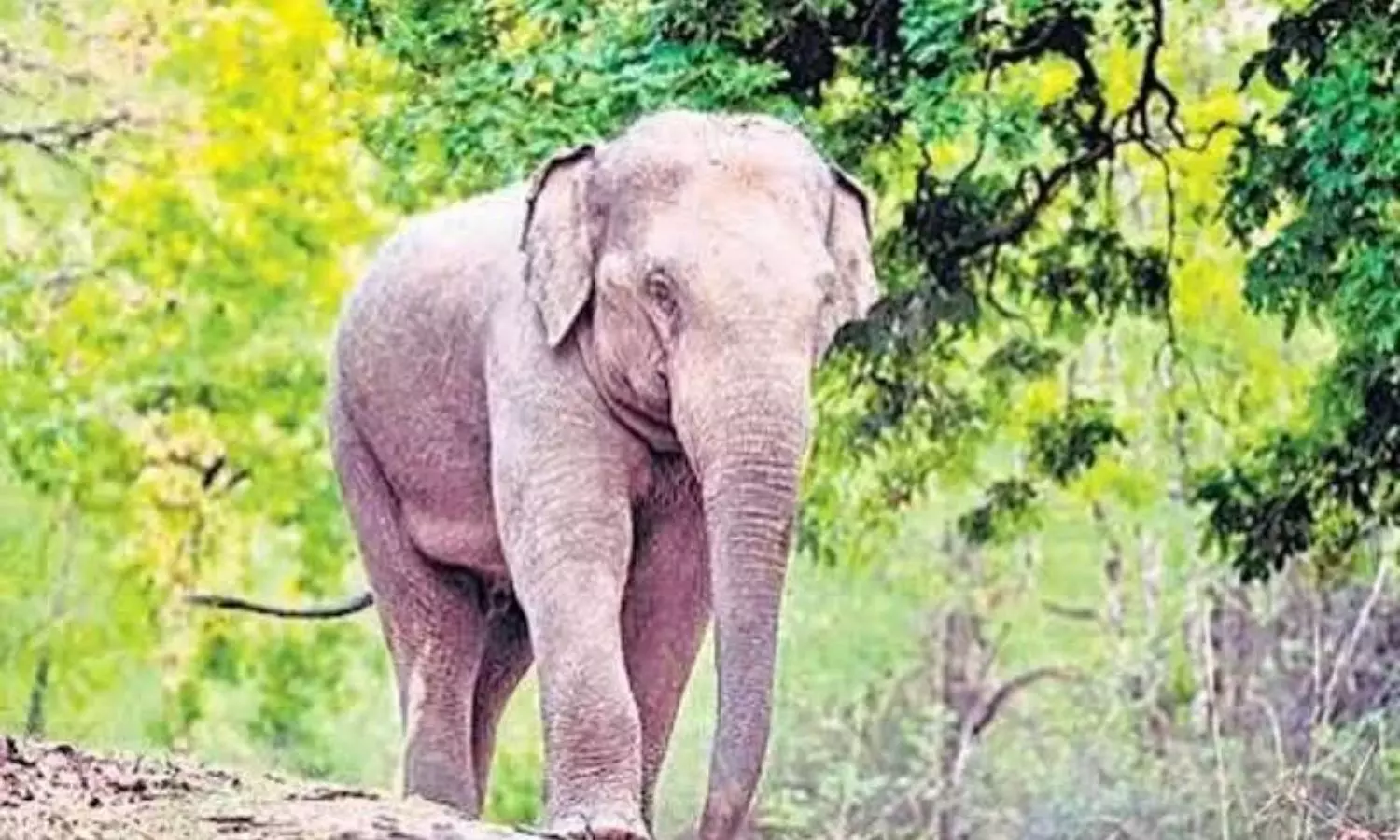 Kadapa