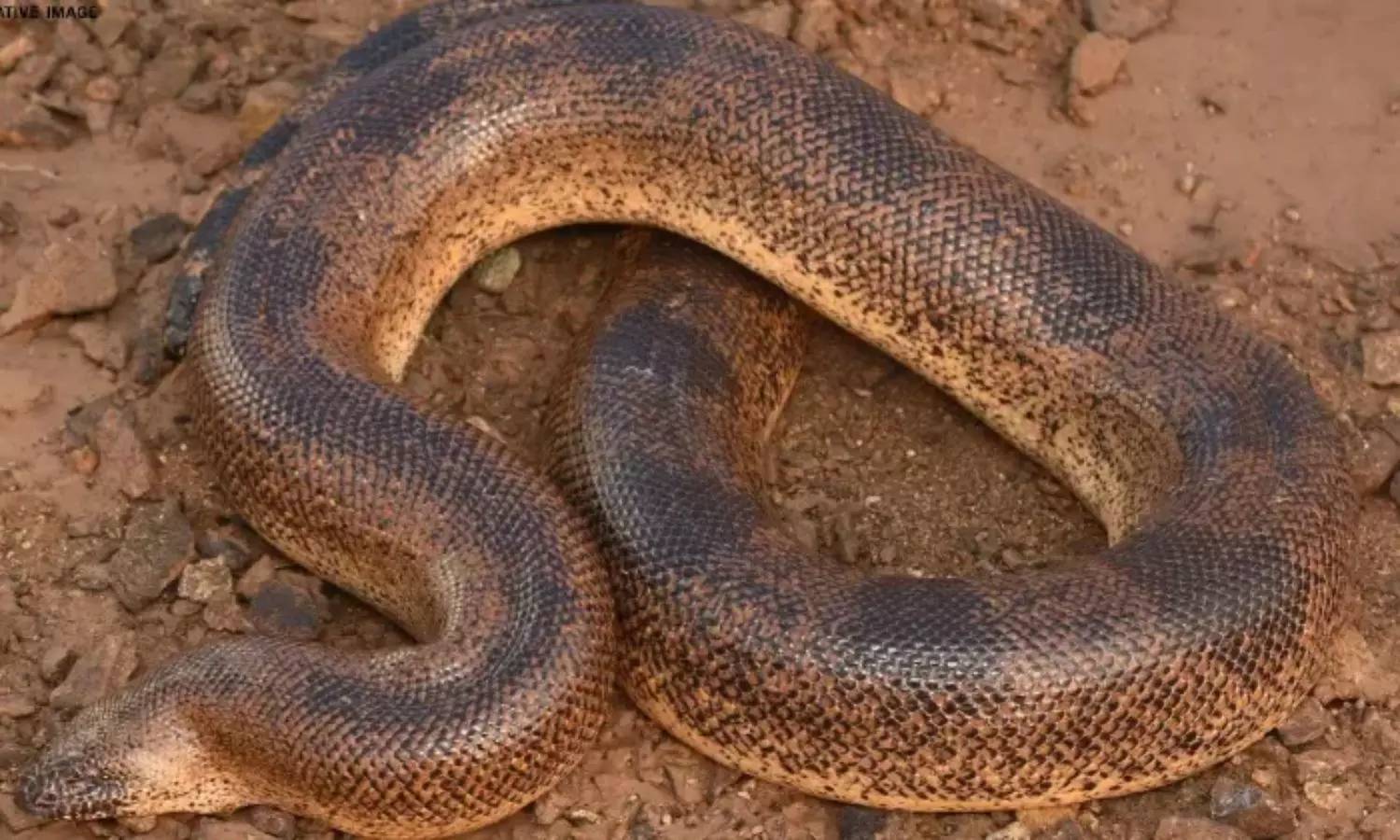 Sistan Sand Boa: ఇరాన్, పాక్లో కనిపించే అరుదైన పాము... భారత్లోకి ఎంట్రీ... పరిశోధనలో ఆసక్తికరమైన నిజాలు Sistan Sand Boa: ఇరాన్, పాక్లో కనిపించే అరుదైన పాము... భారత్లోకి ఎంట్రీ... పరిశోధనలో ఆసక్తికరమైన నిజాలు