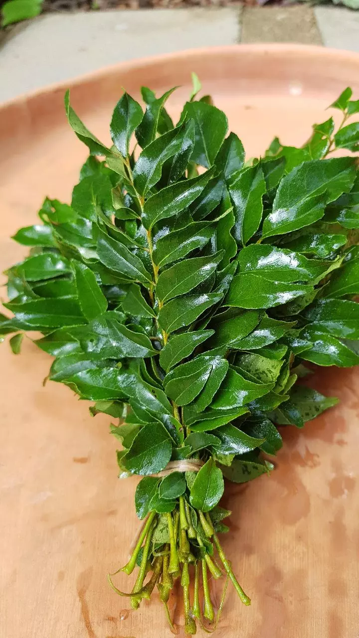 Curry Leaves: కరివేపాకుతో బరువు తగ్గొచ్చు.. ఈ చిన్న చిట్కా పాటిస్తే చాలు