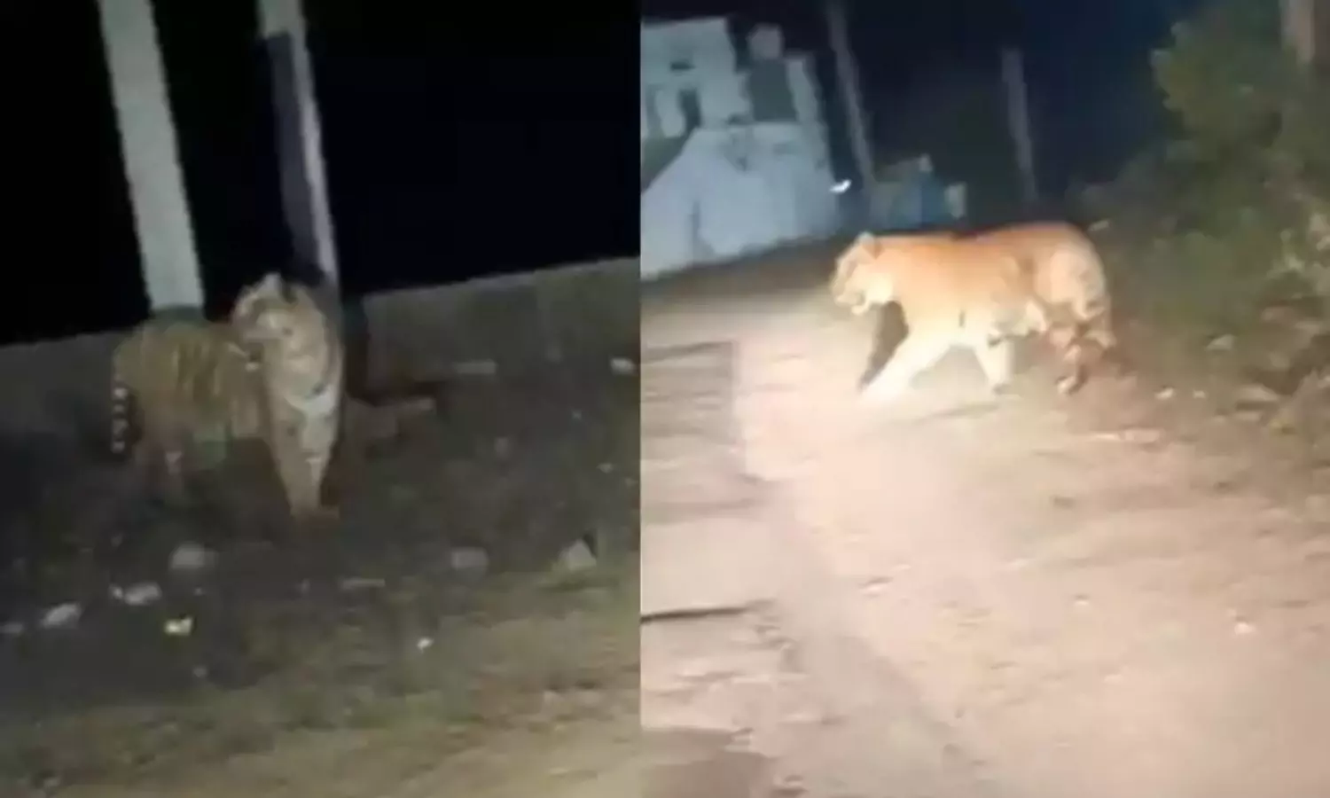 Tiger: నడిరోడ్డుపై దర్జాగా తిరిగిన పులి.. వీడియో వైరల్! Tiger: నడిరోడ్డుపై దర్జాగా తిరిగిన పులి.. వీడియో వైరల్!