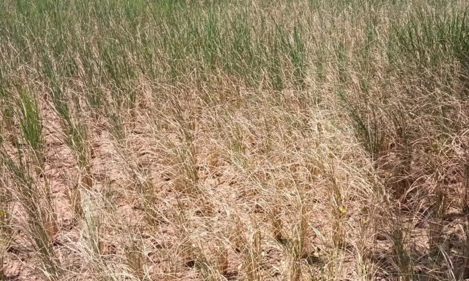 Medak