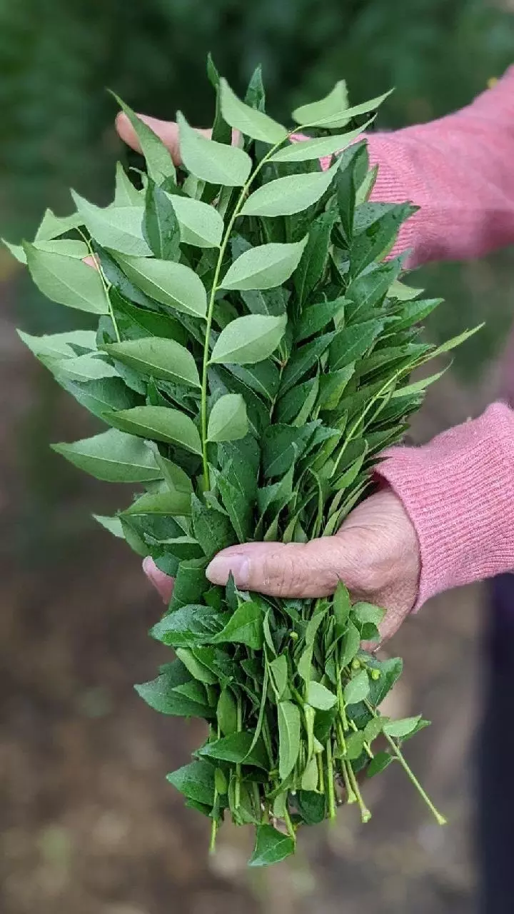 Curry Leaves: రోజుకు ఈ 4 ఆకులు తింటే జుట్టు రాలడం బంద్.. ఆరోగ్యం అమోఘం