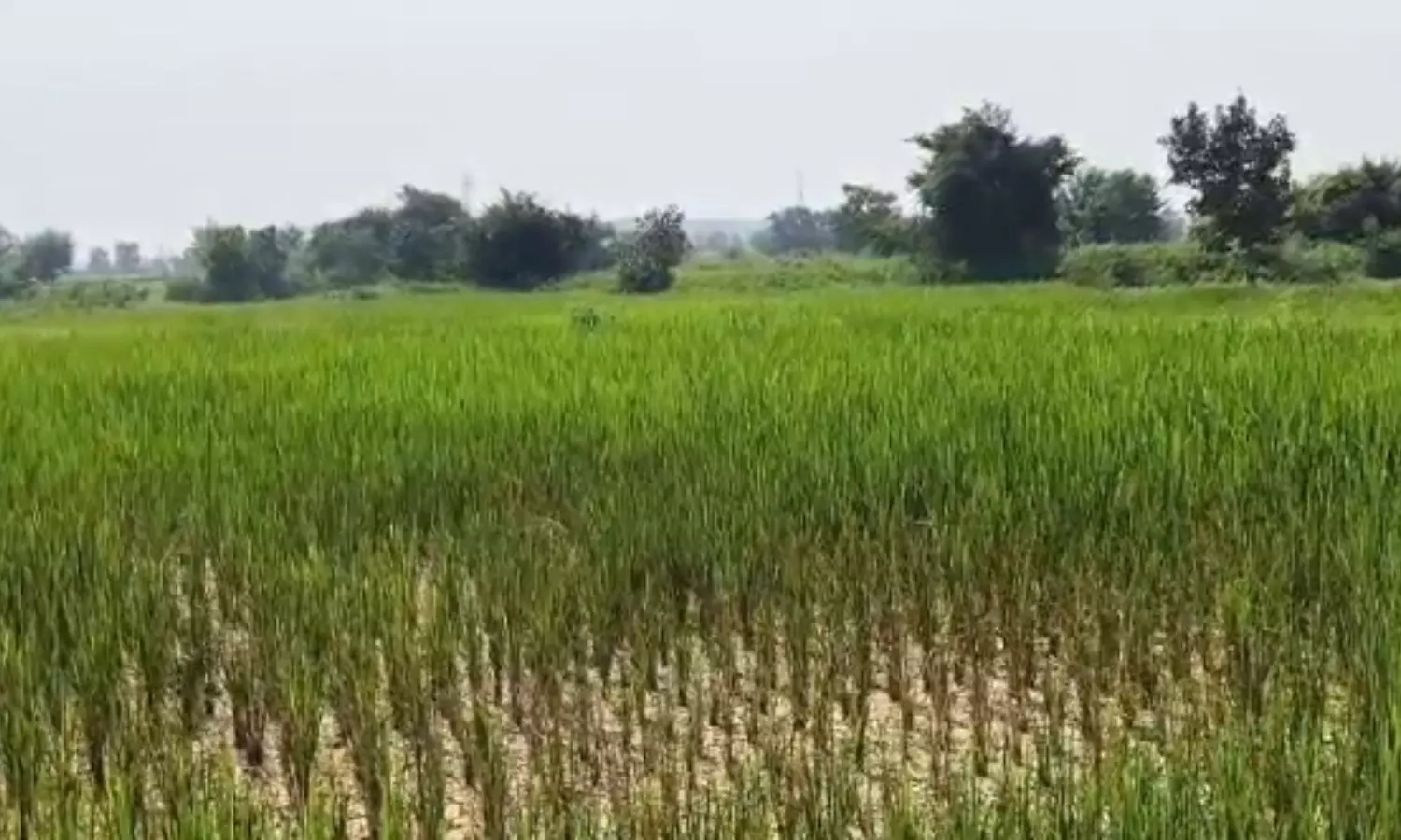 Medak