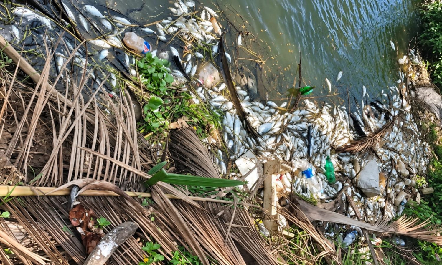 Thousands of fish die in the Vasishta Godavari