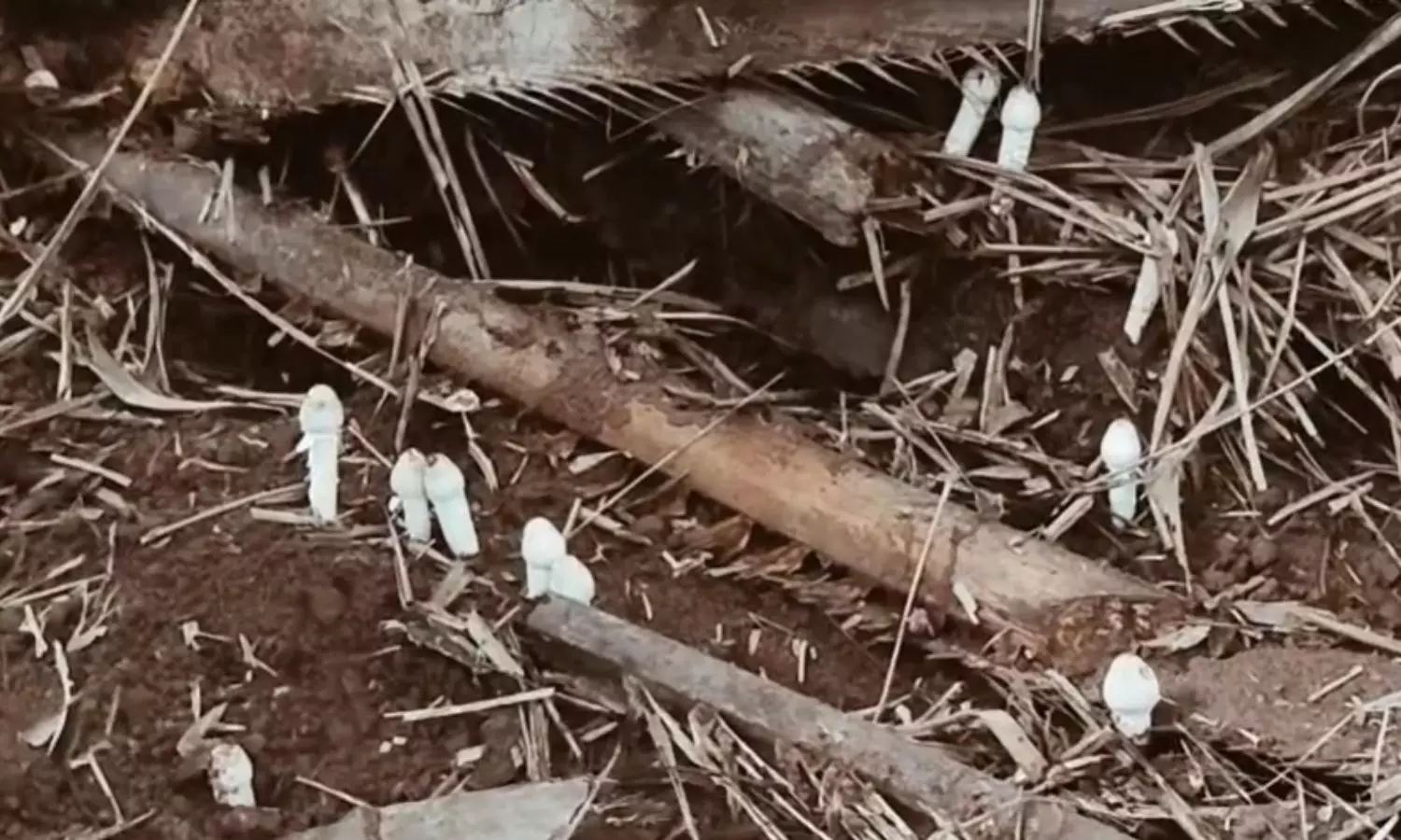 Gurralacheruvu