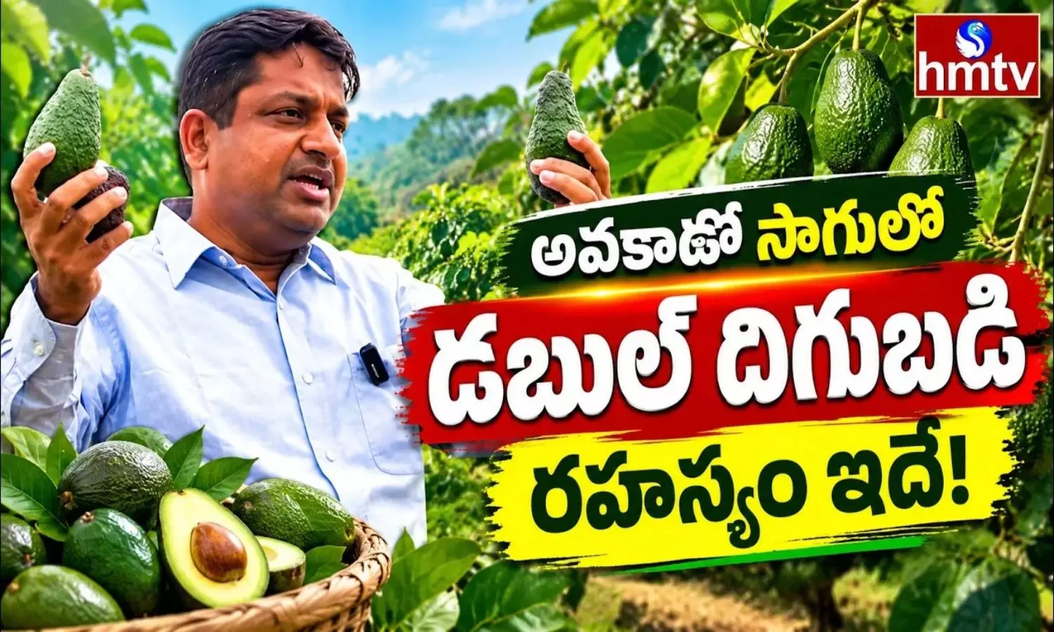 Avocado Farming