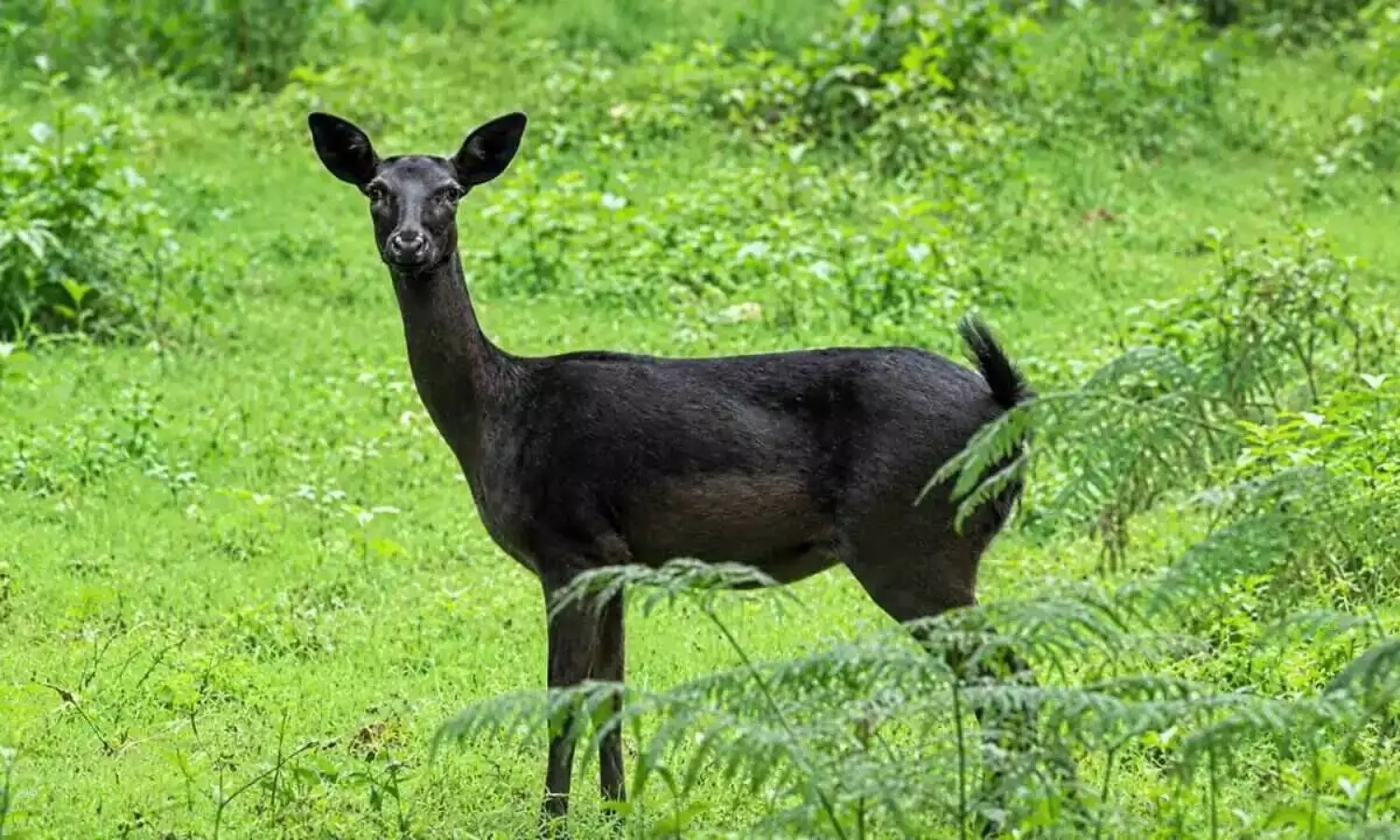 Rare Black Deer Rare Black Deer