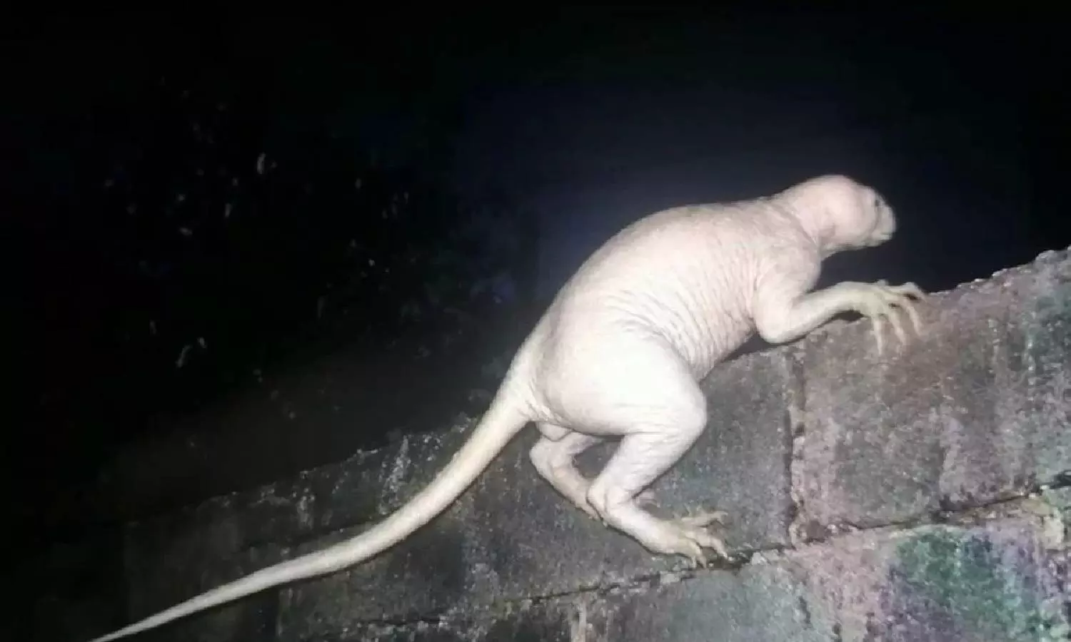Mysterious Creature Mysterious Creature
