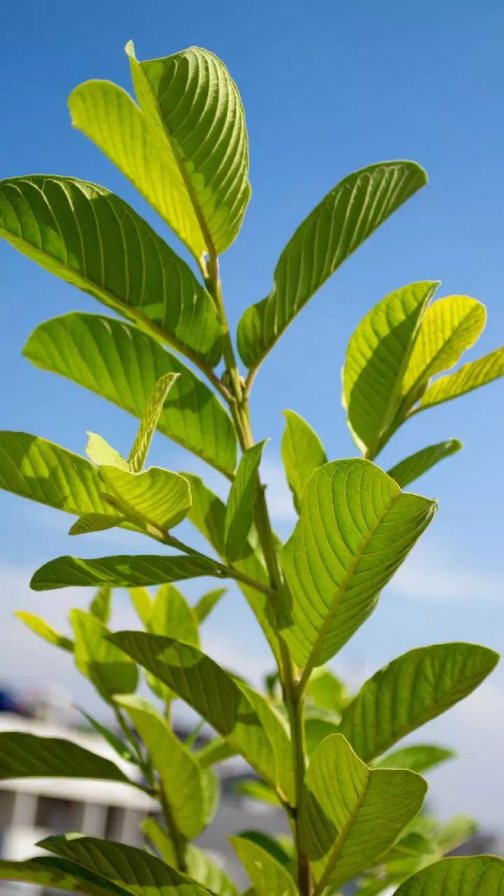 Guava: ఆకు నుంచి వేరు వరకు అన్నీ ఔషధాలే.. జామ ఆరోగ్య ప్రయోజనాలు తెలిస్తే ఆశ్చర్యపోతారు