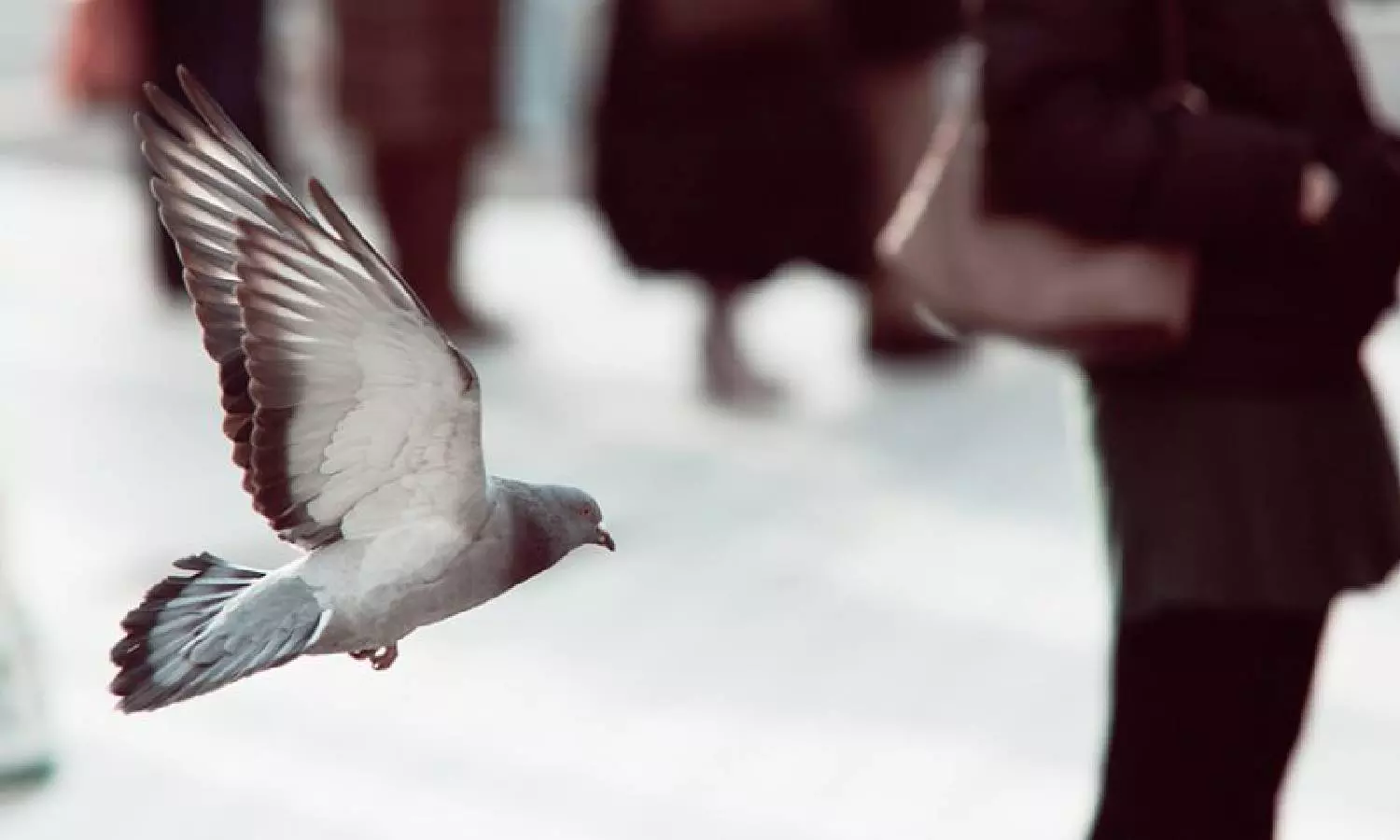 Bird Behavior Bird Behavior