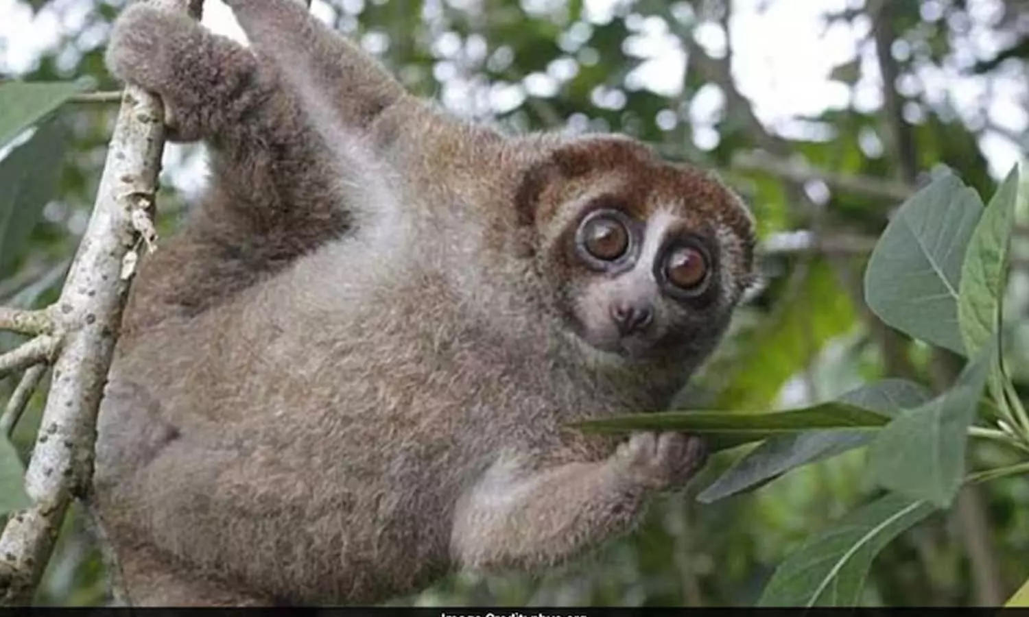 Bangka Slow Loris Bangka Slow Loris