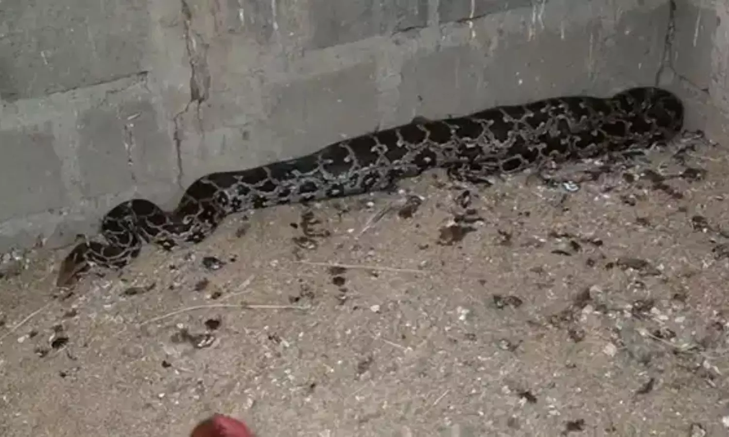 Python